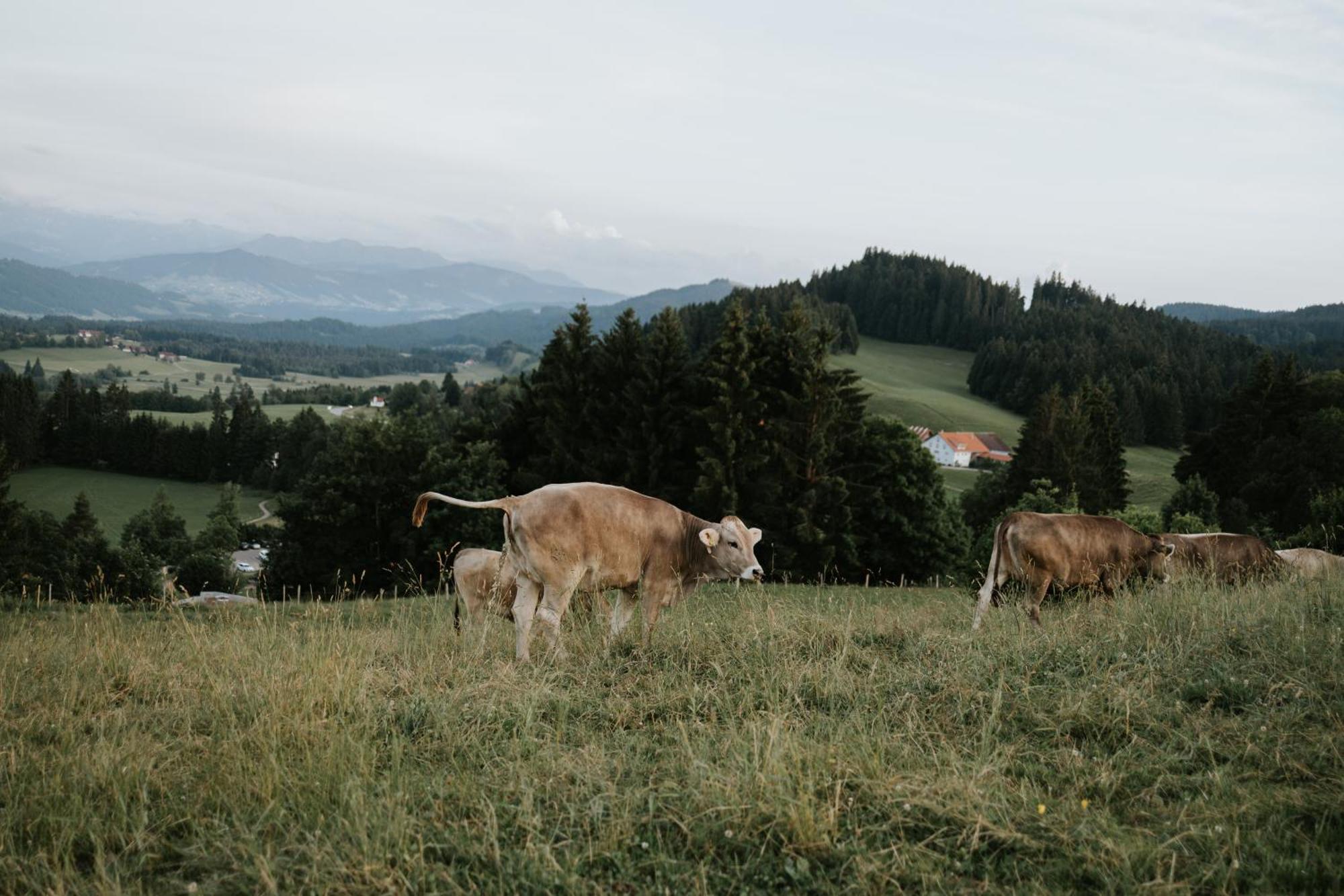 Heimatel - Ferienappartements Hochberg Argenbuhl Bagian luar foto